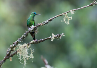 COLIBRI