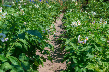 Beautiful flowering rows of potato tops. Flowering potatoes. Growing potatoes
