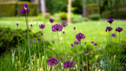 Allium (zierlauch, Riesenzierlauch) im Garten