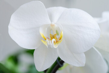 White orchid plant on a white background, close-up.