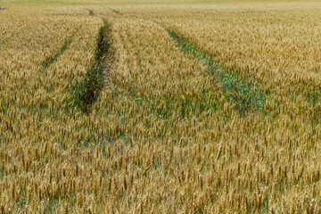 Weizenfeld im Juni, kurz vor der Ernte