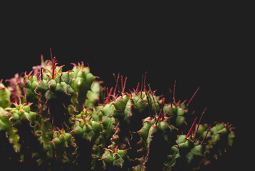 Small Cactus succulent plant macro close up on a black background