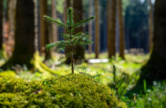 Kleiner, junger Tannenbaum / Fichte im Gegenlicht im Wald auf Moos - in München, Forstenrieder Park