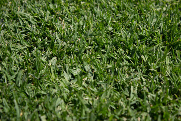 Césped, pasto verde con textura 