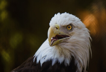 Portrait of American Bald Eagle
Taken at San Diego Zoo, San Diego, California, United States