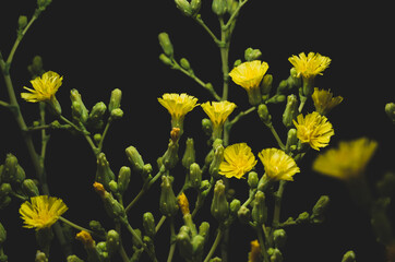 Lettuce yellow flowers, on  black background