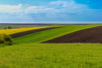 Rural landscape photography with fields of wheat and rape under blue sky. Photo was taken in daytime. 