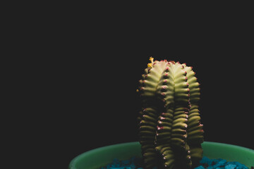 portrait of a little cactus with yellow flowers