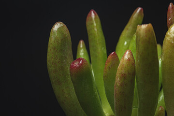 Portrait of a Crassula Ovata Gollum Succulent plant
