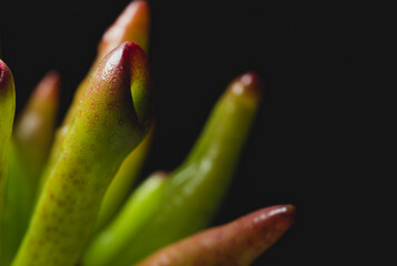 Portrait of a Crassula Ovata Gollum Succulent plant