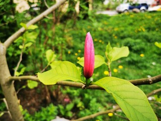 Magnolia pink blossom tree flowers. Close up branch. Beautiful flowering, blooming tree. 