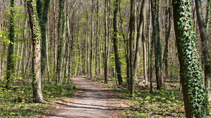 Obraz premium Wald, Mischwald, Waldweg, Panorama