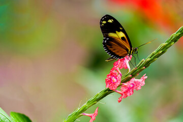 MARIPOSA