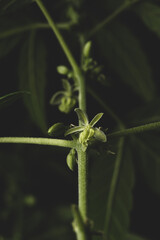 Macro close up portrait of a Male Marijuana Cannabis plant flowers