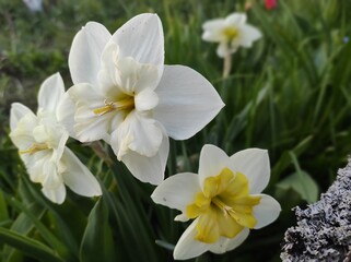 Fototapeta na wymiar white narcissus in the garden