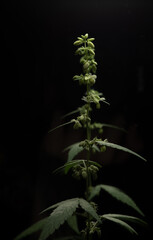 Macro close up portrait of a Male Marijuana Cannabis plant flowers