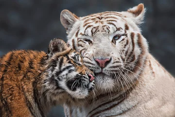 Foto auf Glas portrait of a tiger © Sangur