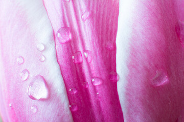 tulip closeup