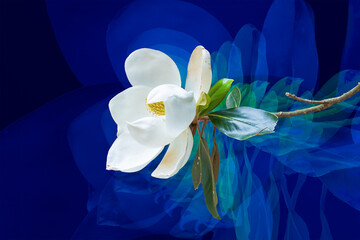 May Magnolia Blossom