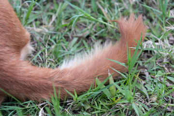 Dog tail in the garden.