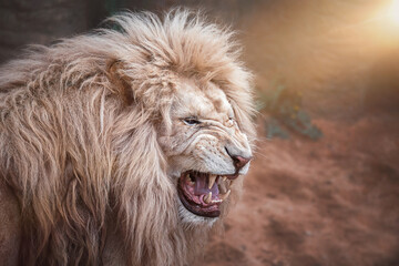 portrait of a lion