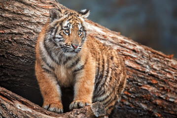 tiger in the zoo