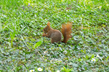 Red Squirrel sitting with a nut in a field of grass in Zurich, Switzerland