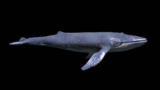 Blue Whale Swimming With Alpha Channel
