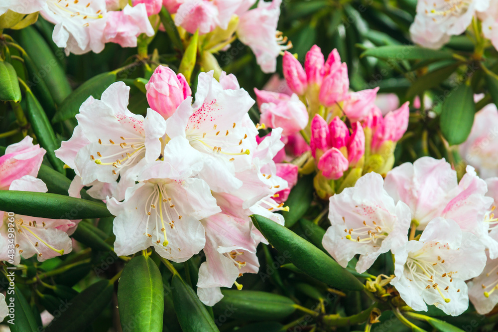 Wall mural Pink azalea flowering plant blooming in park. Azalea festival. Summer or spring background