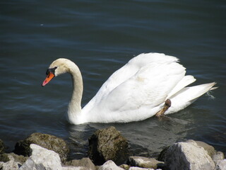 white swan on the lake