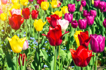 Blooming tulips in spring or summer  in Holland. Tulip background. Summer background