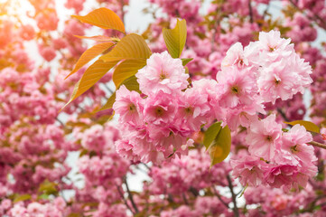 Blossoming orchard in the spring. Blooming sweet Cherry Blossom or Sakura orchard tree on a blue sky background. Spring background. Spring orchard