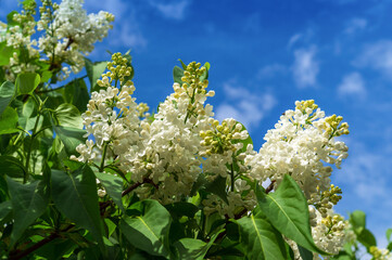 Branches of a beautiful blooming white lilac against the blue sky. Free advertising space