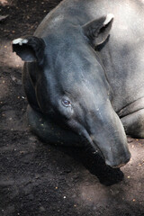 Malayan tapir (Acrocodia indica), also called the Asian tapir