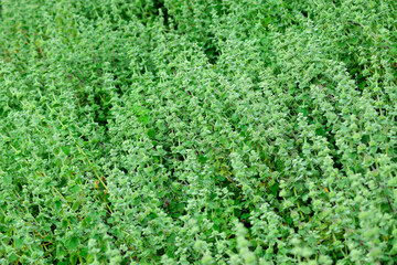 Green plant mantle texture 1