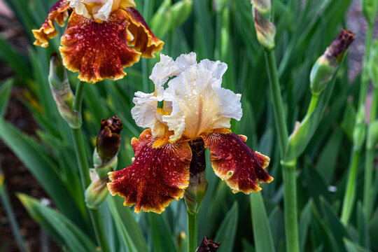 "Hoot" tall bearded iris in bloom. Raindrops on white and red-gold petals. Green plants in background.

