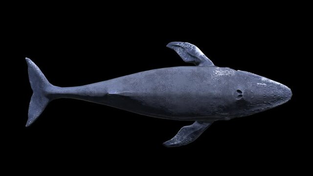  Whale Swimming
