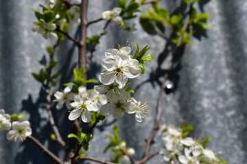 A branch of a flowering plum tree in close-up on a blurry, mottled gray background.