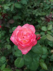 Rose flower