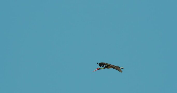 Black stork from (Ciconia nigra) in flight against the blue sky, Lonjsko polje, Croatia