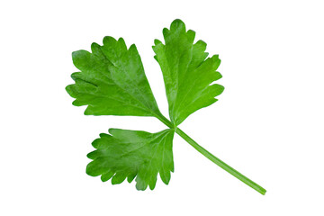 celery leaf isolated on white background