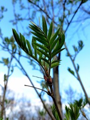 The first spring leaves.