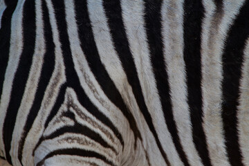 Zebra skin black and white pattern