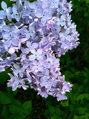 floral background beautiful lilac flowers close-up and leaves, background for congratulations, postcard or gardening and floriculture concept, wallpaper 
