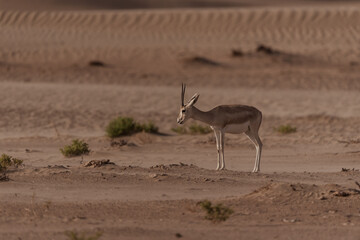 Gazelles in the Arabian Desert in Dubai - UAE.... These majestic creatures are protected species and represent the symbol of UAE