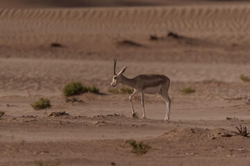 Gazelles in the Arabian Desert in Dubai - UAE.... These majestic creatures are protected species and represent the symbol of UAE