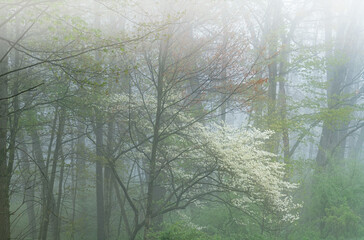 Foggy spring landscape of dogwood tree in bloom, Barry State Game Area, Michigan, USA