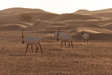Fototapeta na wymiar Arabian Oryx in the desert of Dubai- UAE,,, taken at the golden hour