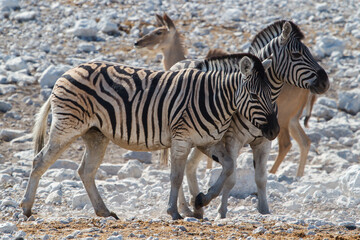 Fototapeta na wymiar Beautiful zebra animal in the african desert