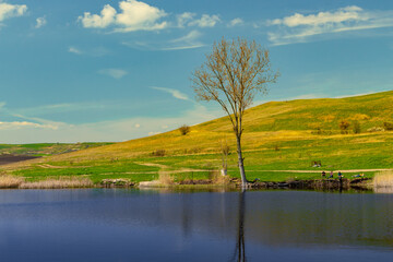 Photography of a lake with reed and bullrush in country side. Photo taken at noon time. View of a...